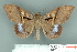  ( - RMNH.INS.14802)  @11 [ ] Unspecified (default): All Rights Reserved  Unspecified Unspecified
