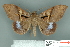  ( - RMNH.INS.14802)  @11 [ ] Unspecified (default): All Rights Reserved  Unspecified Unspecified