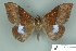  ( - RMNH.INS.14806)  @14 [ ] Unspecified (default): All Rights Reserved  Unspecified Unspecified