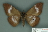  ( - RMNH.INS.14806)  @13 [ ] Unspecified (default): All Rights Reserved  Unspecified Unspecified