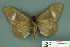  (Ischyja hemiphaea - RMNH.INS.14818)  @14 [ ] Unspecified (default): All Rights Reserved  Unspecified Unspecified