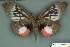  ( - RMNH.INS.14821)  @13 [ ] Unspecified (default): All Rights Reserved  Unspecified Unspecified