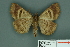  ( - RMNH.INS.14826)  @13 [ ] Unspecified (default): All Rights Reserved  Unspecified Unspecified