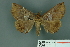  ( - RMNH.INS.14829)  @13 [ ] Unspecified (default): All Rights Reserved  Unspecified Unspecified