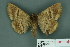  ( - RMNH.INS.14829)  @13 [ ] Unspecified (default): All Rights Reserved  Unspecified Unspecified