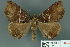  ( - RMNH.INS.14830)  @14 [ ] Unspecified (default): All Rights Reserved  Unspecified Unspecified