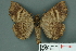  ( - RMNH.INS.14830)  @13 [ ] Unspecified (default): All Rights Reserved  Unspecified Unspecified