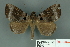  ( - RMNH.INS.14831)  @14 [ ] Unspecified (default): All Rights Reserved  Unspecified Unspecified