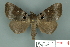  (Serrodes caesia - RMNH.INS.14832)  @14 [ ] Unspecified (default): All Rights Reserved  Unspecified Unspecified
