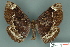  (Erebus caprimulgus - RMNH.INS.14834)  @14 [ ] Unspecified (default): All Rights Reserved  Unspecified Unspecified