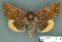  ( - RMNH.INS.14857)  @14 [ ] Unspecified (default): All Rights Reserved  Unspecified Unspecified