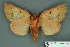  ( - RMNH.INS.14857)  @13 [ ] Unspecified (default): All Rights Reserved  Unspecified Unspecified