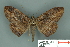  ( - RMNH.INS.14858)  @14 [ ] Unspecified (default): All Rights Reserved  Unspecified Unspecified