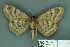  ( - RMNH.INS.14858)  @13 [ ] Unspecified (default): All Rights Reserved  Unspecified Unspecified
