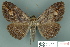  ( - RMNH.INS.14859)  @14 [ ] Unspecified (default): All Rights Reserved  Unspecified Unspecified