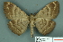  ( - RMNH.INS.14859)  @13 [ ] Unspecified (default): All Rights Reserved  Unspecified Unspecified