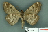  ( - RMNH.INS.14860)  @13 [ ] Unspecified (default): All Rights Reserved  Unspecified Unspecified