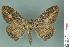  ( - RMNH.INS.14860)  @14 [ ] Unspecified (default): All Rights Reserved  Unspecified Unspecified