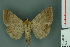  ( - RMNH.INS.14866)  @12 [ ] Unspecified (default): All Rights Reserved  Unspecified Unspecified