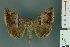  (Buzara onelia - RMNH.INS.14866)  @12 [ ] Unspecified (default): All Rights Reserved  Unspecified Unspecified