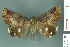  ( - RMNH.INS.14874)  @14 [ ] Unspecified (default): All Rights Reserved  Unspecified Unspecified
