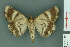  ( - RMNH.INS.14874)  @13 [ ] Unspecified (default): All Rights Reserved  Unspecified Unspecified