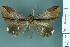  ( - RMNH.INS.14875)  @14 [ ] Unspecified (default): All Rights Reserved  Unspecified Unspecified