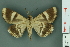  ( - RMNH.INS.14875)  @13 [ ] Unspecified (default): All Rights Reserved  Unspecified Unspecified