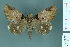  ( - RMNH.INS.14876)  @14 [ ] Unspecified (default): All Rights Reserved  Unspecified Unspecified