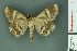 ( - RMNH.INS.14876)  @12 [ ] Unspecified (default): All Rights Reserved  Unspecified Unspecified