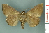  (Avatha tepescens - RMNH.INS.14879)  @13 [ ] Unspecified (default): All Rights Reserved  Unspecified Unspecified