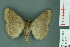  ( - RMNH.INS.14882)  @13 [ ] Unspecified (default): All Rights Reserved  Unspecified Unspecified