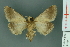  ( - RMNH.INS.14884)  @13 [ ] Unspecified (default): All Rights Reserved  Unspecified Unspecified