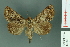  ( - RMNH.INS.14885)  @14 [ ] Unspecified (default): All Rights Reserved  Unspecified Unspecified