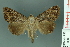  ( - RMNH.INS.14886)  @14 [ ] Unspecified (default): All Rights Reserved  Unspecified Unspecified