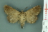  ( - RMNH.INS.14886)  @13 [ ] Unspecified (default): All Rights Reserved  Unspecified Unspecified