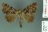  ( - RMNH.INS.14887)  @14 [ ] Unspecified (default): All Rights Reserved  Unspecified Unspecified