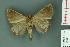  ( - RMNH.INS.14887)  @13 [ ] Unspecified (default): All Rights Reserved  Unspecified Unspecified