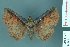  (Papuacola costalis - RMNH.INS.14889)  @13 [ ] Unspecified (default): All Rights Reserved  Unspecified Unspecified