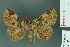  ( - RMNH.INS.14890)  @14 [ ] Unspecified (default): All Rights Reserved  Unspecified Unspecified