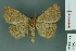  ( - RMNH.INS.14890)  @13 [ ] Unspecified (default): All Rights Reserved  Unspecified Unspecified
