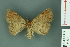  ( - RMNH.INS.14891)  @13 [ ] Unspecified (default): All Rights Reserved  Unspecified Unspecified