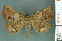  ( - RMNH.INS.14893)  @14 [ ] Unspecified (default): All Rights Reserved  Unspecified Unspecified
