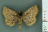  ( - RMNH.INS.14893)  @13 [ ] Unspecified (default): All Rights Reserved  Unspecified Unspecified
