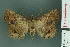  ( - RMNH.INS.14894)  @14 [ ] Unspecified (default): All Rights Reserved  Unspecified Unspecified
