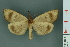  ( - RMNH.INS.14895)  @13 [ ] Unspecified (default): All Rights Reserved  Unspecified Unspecified