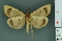  ( - RMNH.INS.14896)  @13 [ ] Unspecified (default): All Rights Reserved  Unspecified Unspecified