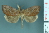  ( - RMNH.INS.14897)  @14 [ ] Unspecified (default): All Rights Reserved  Unspecified Unspecified