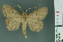  ( - RMNH.INS.14901)  @11 [ ] Unspecified (default): All Rights Reserved  Unspecified Unspecified