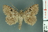  ( - RMNH.INS.14902)  @11 [ ] Unspecified (default): All Rights Reserved  Unspecified Unspecified